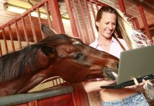 Horse looking at a laptop