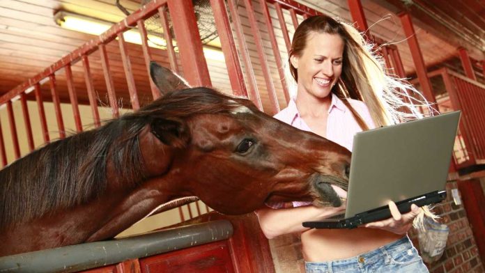 Horse looking at a laptop