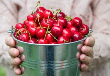 Bucket of cherries