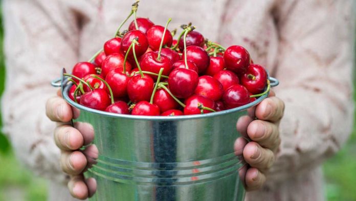 Bucket of cherries