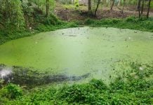 A woodland pond full of stagnant green water
