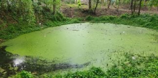 Maine online casino bill lies stagnant after governor’s inaction A woodland pond full of stagnant green water