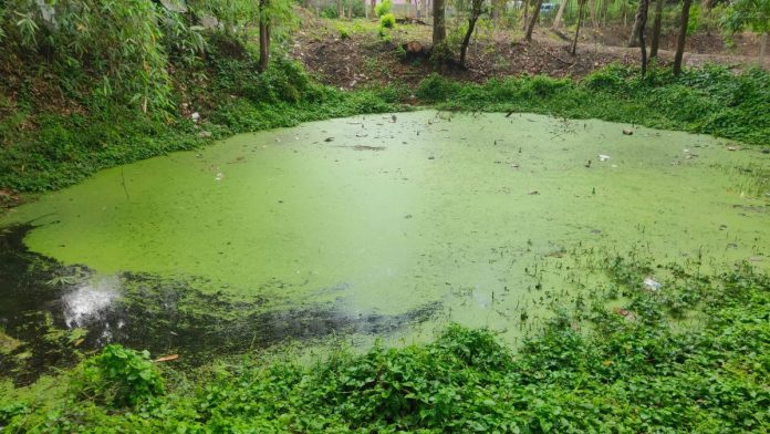 Maine-online-casino-bill-to-lie-stagnant-after-governor's-inaction A woodland pond full of stagnant green water