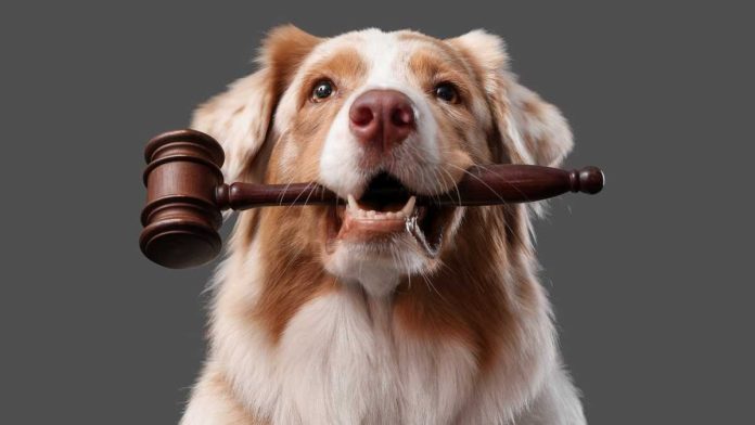 Dog with a gavel in its mouth