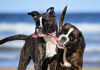 Two dogs playing with the same stick