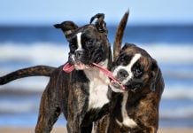 Two dogs playing with the same stick