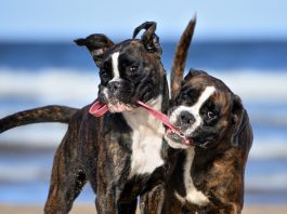 Two dogs playing with the same stick