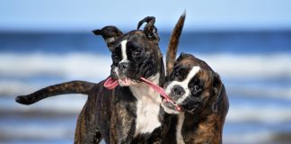 Two dogs playing with the same stick