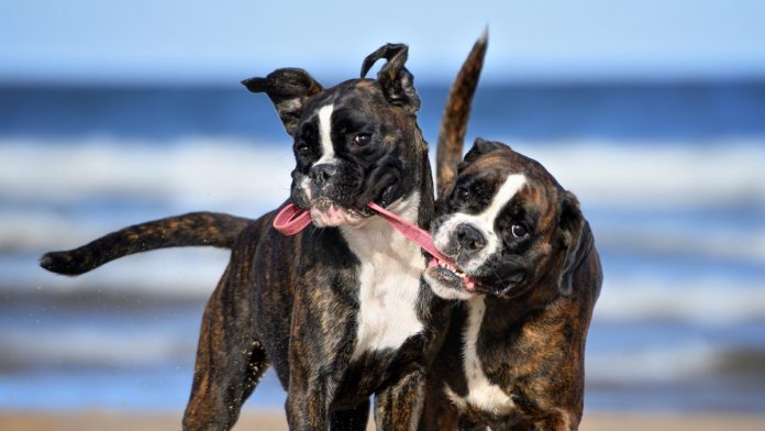 Two dogs playing with the same stick