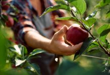 A person picks apples as FanDuel launches a new pick'em game in several states.