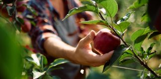 New props-style FanDuel Picks game debuts, but not in every state A person picks apples as FanDuel launches a new pick'em game in several states.