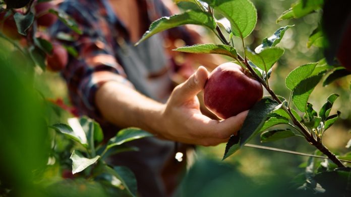 A person picks apples as FanDuel launches a new pick'em game in several states.