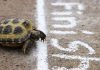 Turtle crossing finish line