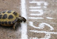 Turtle crossing finish line