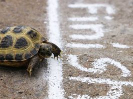 Turtle crossing finish line