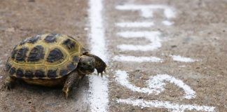 Turtle crossing finish line