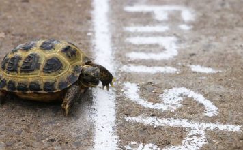 Turtle crossing finish line