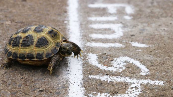 Turtle crossing finish line