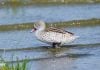 Bird wading into water