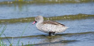 OH regulator warns sportsbooks about wading too deep into sports contracts Bird wading into water