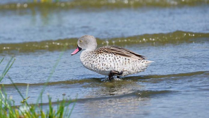Bird wading into water