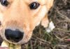 Dog biting Bitcoin