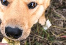 Underdog fetches new sports contract partnership with Crypto.com Dog biting Bitcoin