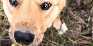 Underdog fetches new sports contract partnership with Crypto.com Dog biting Bitcoin