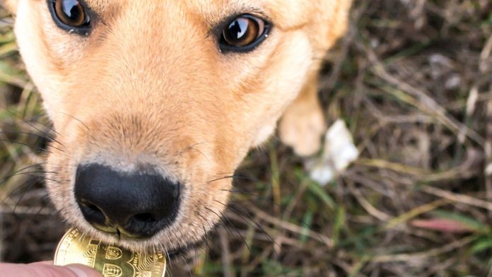 Dog biting Bitcoin