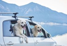Two dogs look out windows of a car