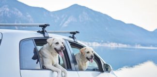 Underdog adopts two new C-suite execs amid move into event contracts Two dogs look out windows of a car