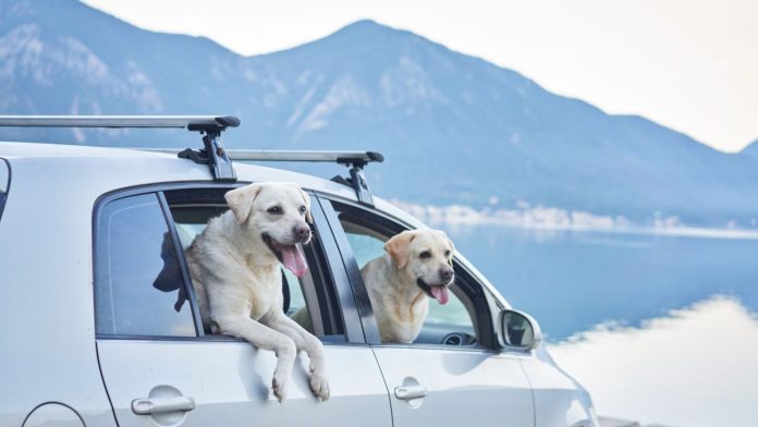 Underdog-adopts-two-new-C-suite-execs-amid-move-into-event-contracts Two dogs look out windows of a car