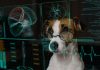 A dog wearing glasses assessing an AI-generated data report