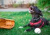 A dog sat next to a baseball mitt and a baseball