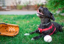 A dog sat next to a baseball mitt and a baseball