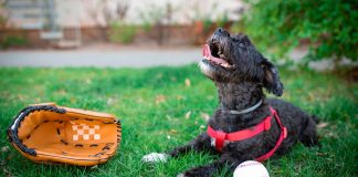 A dog sat next to a baseball mitt and a baseball