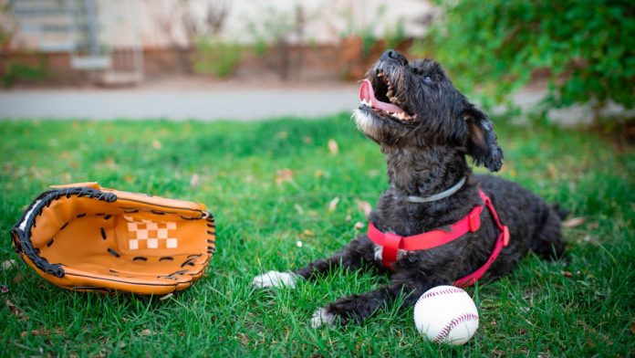 A dog sat next to a baseball mitt and a baseball
