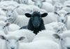 Quintenz not among throng of Senate confirmations Black sheep among white sheep