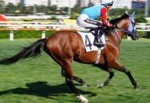 Turkish horse racing jockey as 1/ST plans to bring content from the country to North America.
