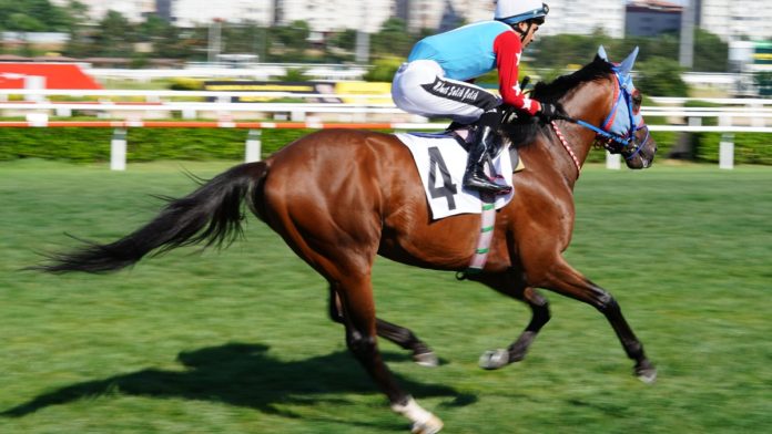 1_ST-Partneship-Turkish-Horse-Races-North-America Turkish horse racing jockey as 1/ST plans to bring content from the country to North America.