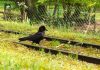A bird on a rail track