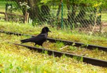 DraftKings buys Railbird Exchange, aims to launch DraftKings Predictions A bird on a rail track