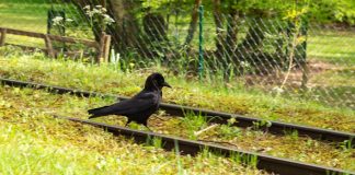 DraftKings buys Railbird Exchange, aims to launch DraftKings Predictions A bird on a rail track