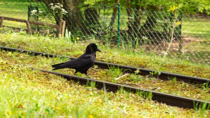 A bird on a rail track