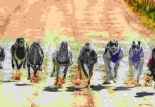 Greyhound race