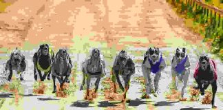 Greyhound race
