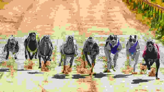 Federal-Bill-to-Ban-Greyhound-Racing Greyhound race