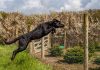 Underdog bails on Missouri sports betting before market launch A dog escaping by jumping over a fence