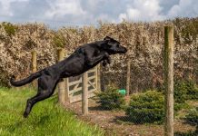 A dog escaping by jumping over a fence