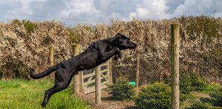 Underdog bails on Missouri sports betting before market launch A dog escaping by jumping over a fence